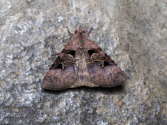 Avatha bubo