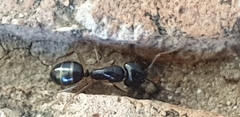 Camponotus bertolonii