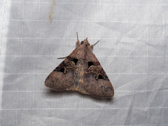 Avatha bubo
