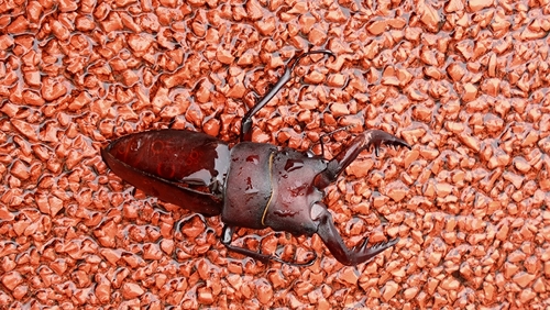 Prosopocoilus inclinatus inclinatus