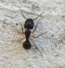 Camponotus bertolonii