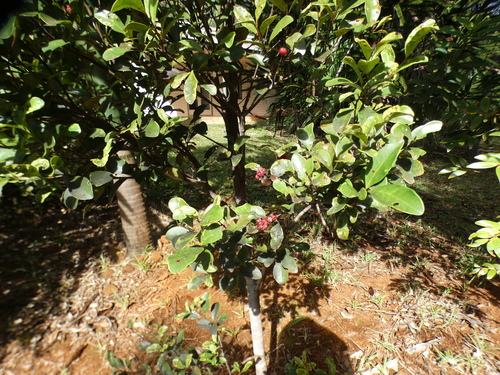 Syzygium pancheri observed 2026-06-20