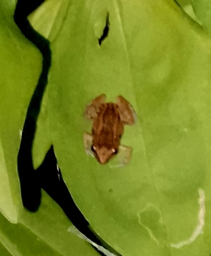 Greenhouse Frog