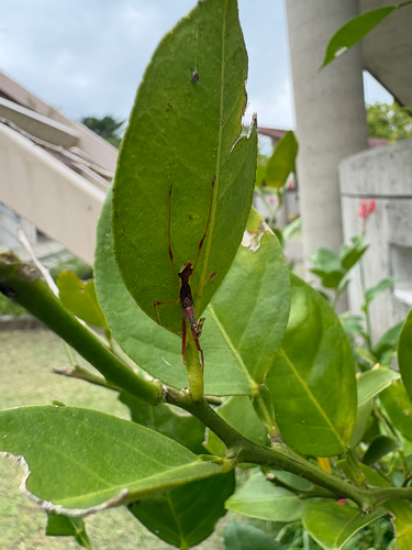 Epidaus sexspinus