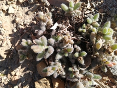 Delosperma echinatum