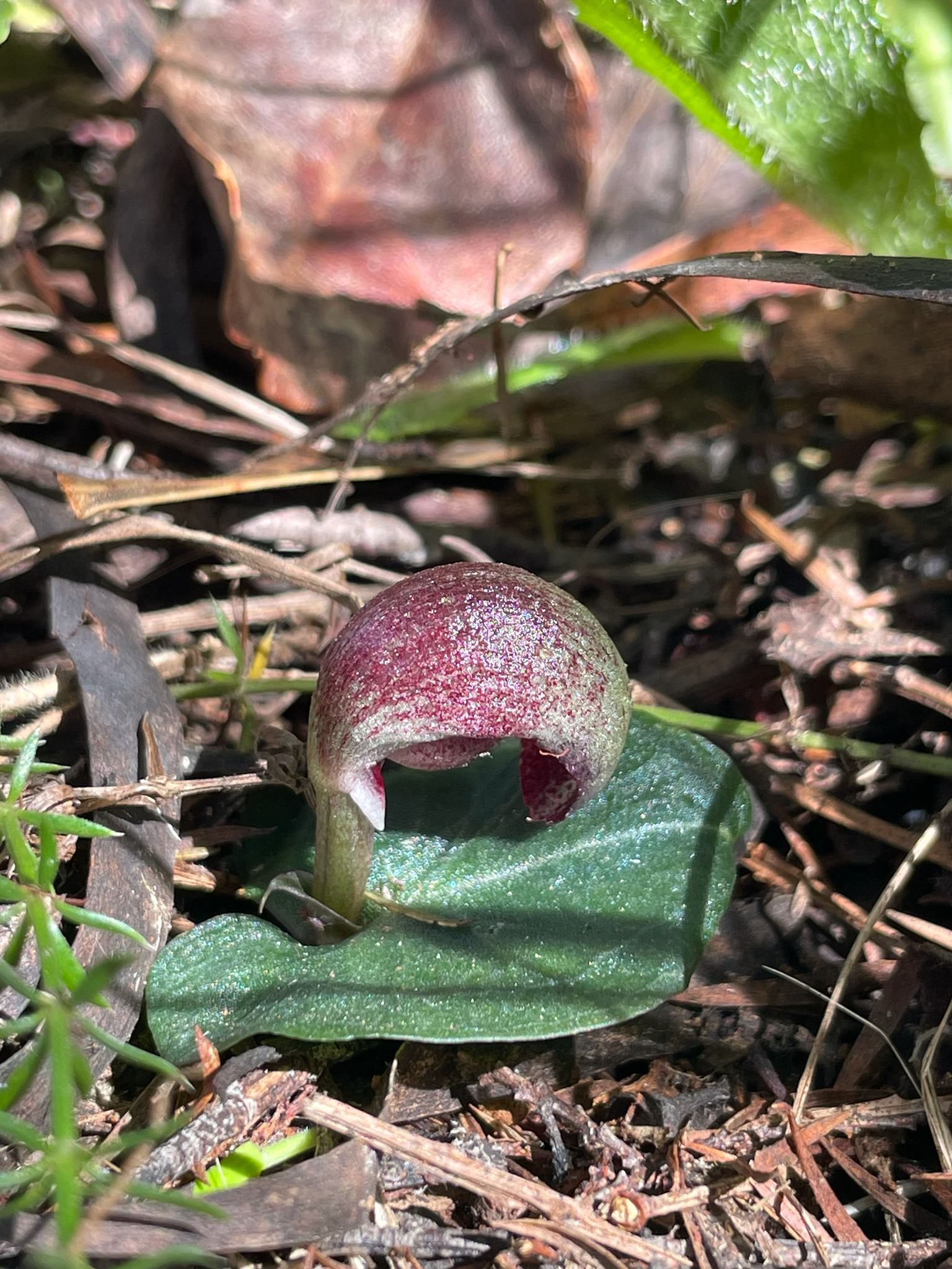 Imagem de Corybas aconitiflorus