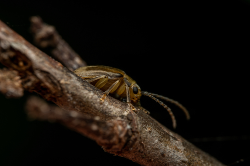 Viburnum Leaf Beetle photo 6
