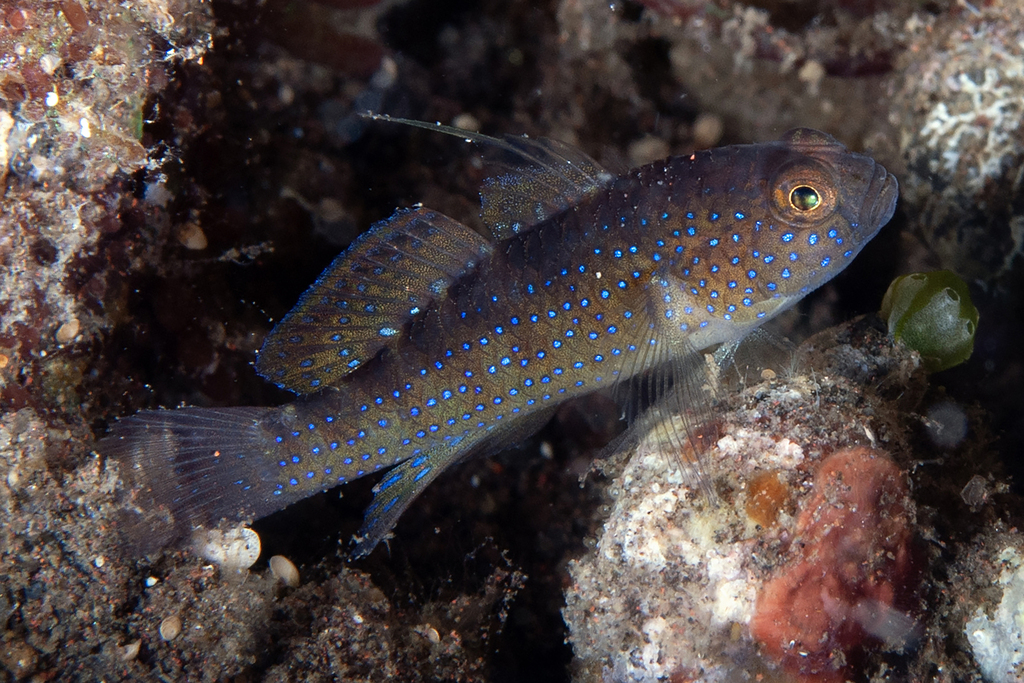 Bluedot Goby