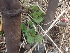Urtica platyphylla