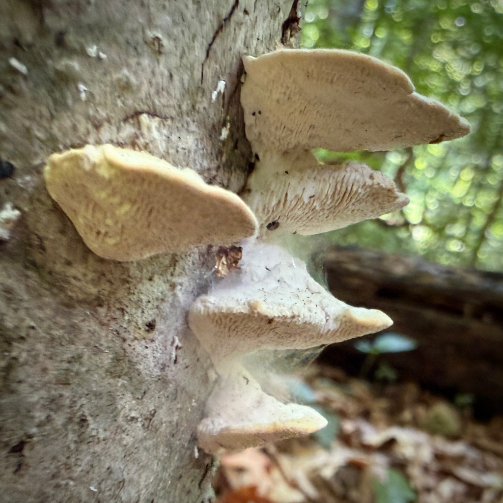 Lumpy Bracket · June 2026 · photo: Photo: (c) Caroline Kane, some rights reserved (CC BY) · iNaturalist
