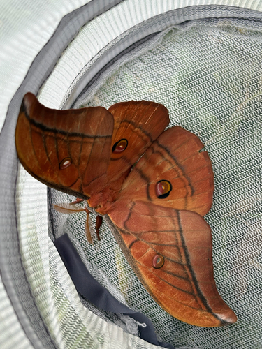 Antheraea yamamai yambaru