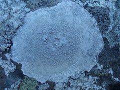 Lecanora farinacea