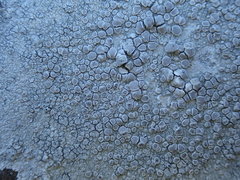 Lecanora farinacea