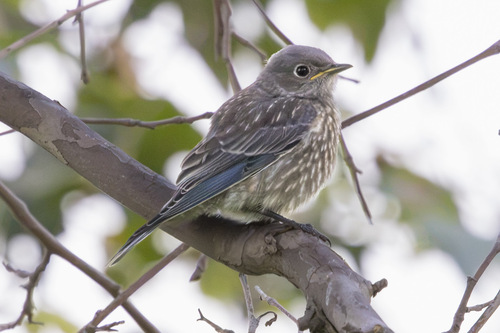 Western Bluebird, photo 3 of 10