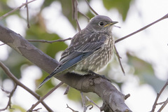 Western Bluebird photo 6