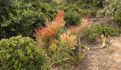 Sansevieria pearsonii