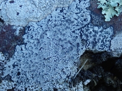 Lecanora rupicola