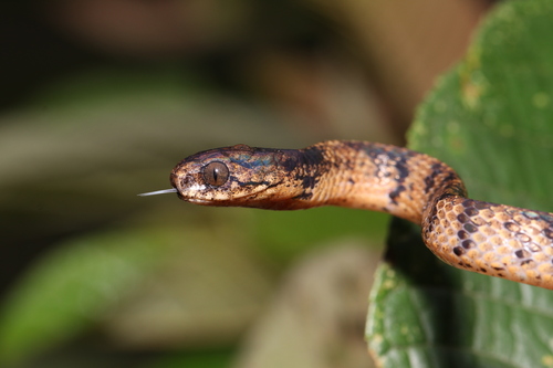 Common Slug Snake