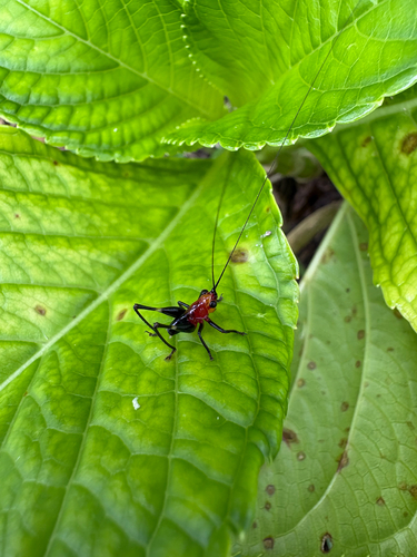 Black-kneed Meadow Katydid