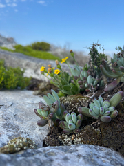 Curio crassulifolius, photograph (c) Caroline Voget, some rights reserved (CC BY)