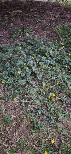 Creeping buttercup