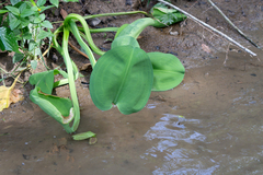 Limnocharis flava, photograph author not stated, no rights reserved