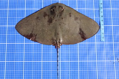 Longtail Butterfly Ray photo 4
