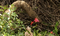 Epidendrum × obrienianum