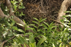 Epidendrum × obrienianum