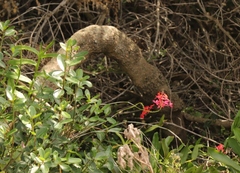Epidendrum × obrienianum