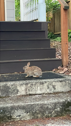 Eastern Cottontail