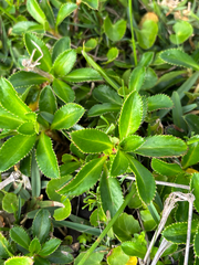 Cliffortia ferruginea, photograph (c) Caroline Voget, some rights reserved (CC BY)