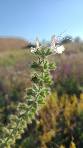 Salvia austriaca, 2026-06-27