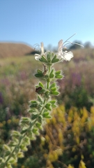 Salvia austriaca