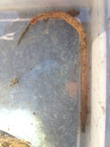 Alitta succinea
