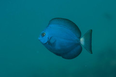 Acanthurus mata