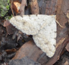 Frederickia prolificata