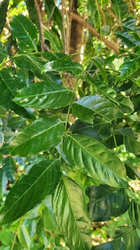 Ganophyllum falcatum observed 2026-06-20