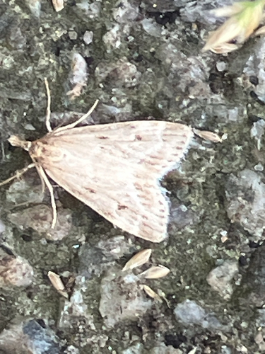 Marsh Grey, Rotterdam, South Holland, NL, photo 6 of 10