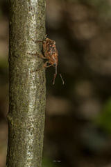 Curculio nucum