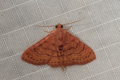 Homodes bracteigutta