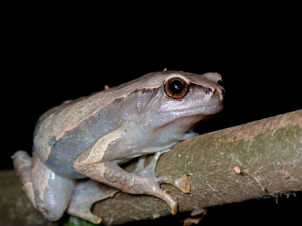 Philippine Narrowmouth Toad