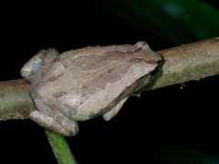 Philippine Narrowmouth Toad photo 2