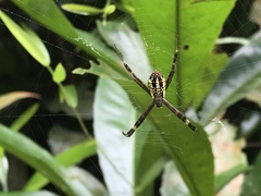 Argiope dang