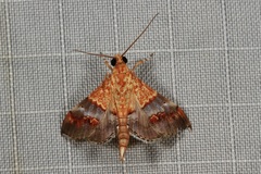 Tetracona amathealis