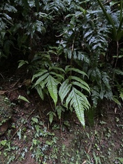 Tectaria phaeocaulis