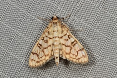 Haritalodes