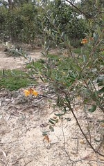 Grevillea chrysophaea