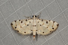 Pycnarmon