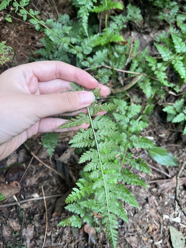 Athyrium setiferum observed 2026-06-25